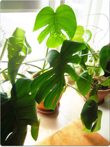 monstera2